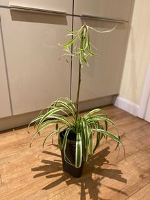 Spider plant