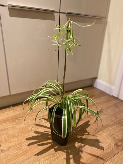 Spider plant