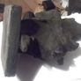 a antique bog oak sculpture Image 4