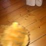 collector Teddies Image 6
