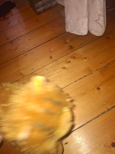 collector Teddies