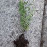 strawberry mint Image 3