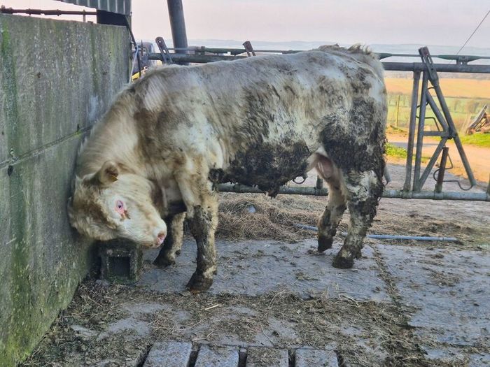 Charolais Pure Bred Bulls