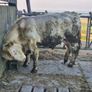 Charolais Pure Bred Bulls Image 2