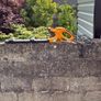 Hedge Trimmer Image 5