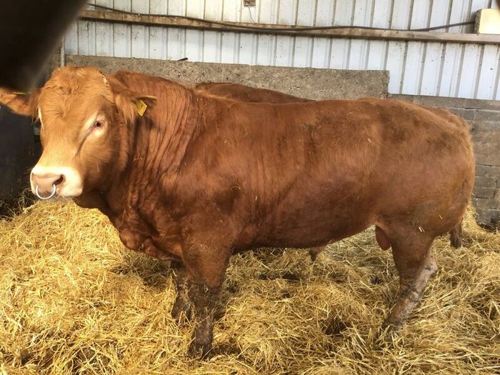 Pbr limousine bulls
