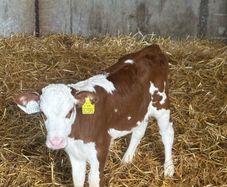 Calves