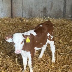 Calves