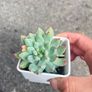 plant Image 3