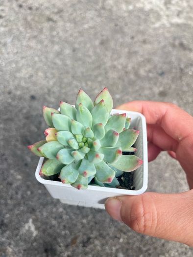 plant