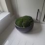 Preserved moss planter Image 3