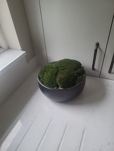 Preserved moss planter