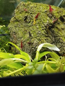 Dwarf shrimps