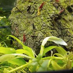 Dwarf shrimps