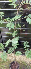 trees Mountain Ash