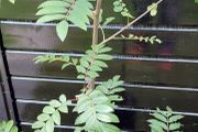 trees Mountain Ash