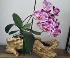 Stump Flower Succulent Plant Pot, Unique Indoor Outdoor Desktop Office Plant Pot, with Drainage Holes, orchid