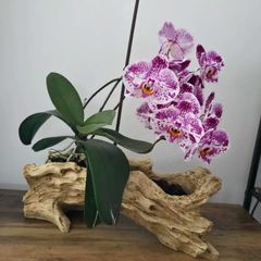Stump Flower Succulent Plant Pot, Unique Indoor Outdoor Desktop Office Plant Pot, with Drainage Holes, orchid