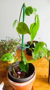 plant