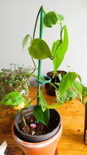 plant