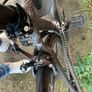 Road Bike Image 4