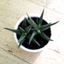 Haworthia succulents Image 6