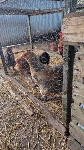 Fertile Hatching Eggs