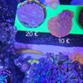 corals Image 2