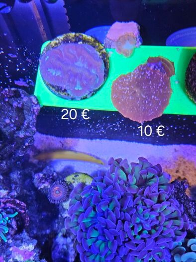 corals