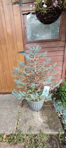 Blue Spruce in a pot