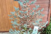 Blue Spruce in a pot
