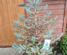 Blue Spruce in a pot