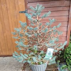 Blue Spruce in a pot