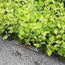 Griselinia Hedging Image 5