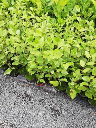Griselinia Hedging