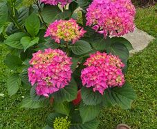 hydrangea large