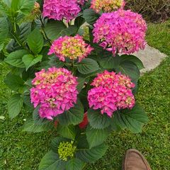 hydrangea large