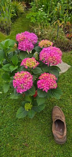 hydrangea large
