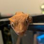 crested gecko Image 4