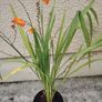 plant Image 2