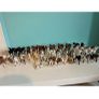 Schleich horse bundle Image 2