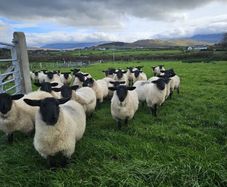 Suffolk X Mule EWE Lambs