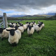Suffolk X Mule EWE Lambs