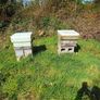 Bees for sale Image 2