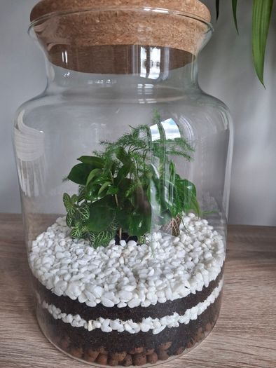 Plant
