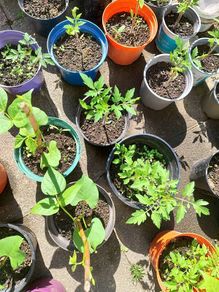 Home-grown & healthy