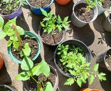 Home-grown & healthy