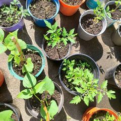 Home-grown & healthy