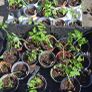 Mixed Baby Plum Tomato Plants Image 3