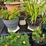 Plants & Pots 10 euro each Image 6